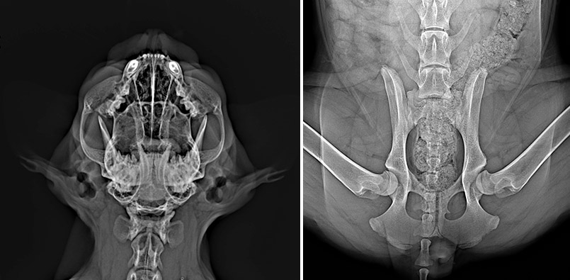 diagnostica immagini-3