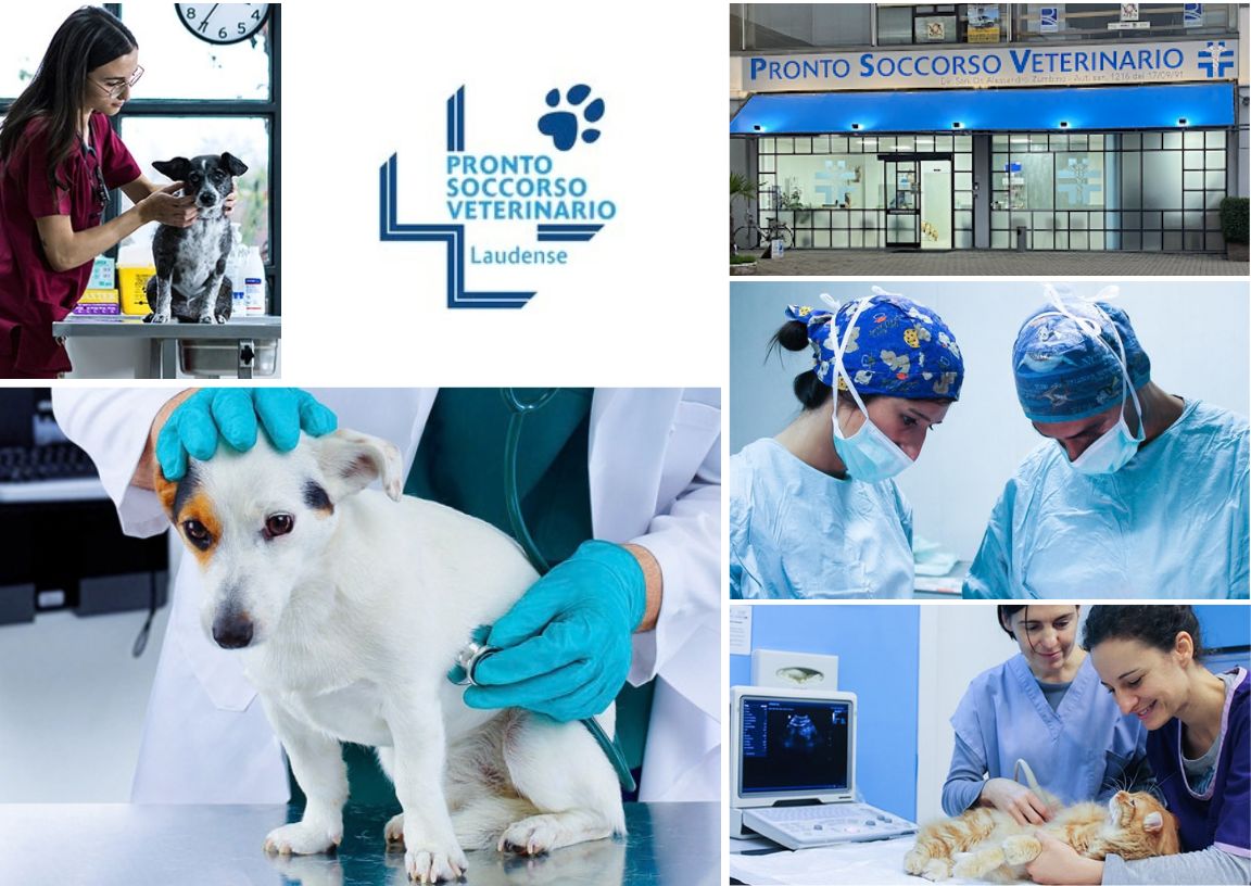 Visita veterinaria in clinica
